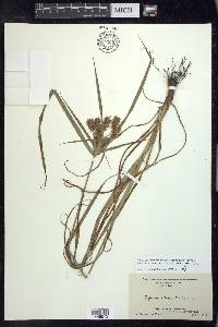 Cyperus retrofractus image