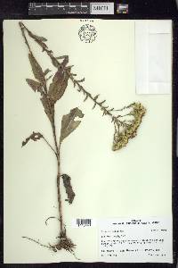 Solidago radula image