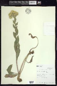 Solidago rigida image