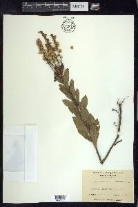 Solidago petiolaris image