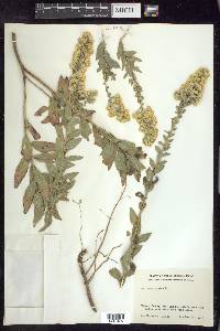 Solidago rigida image