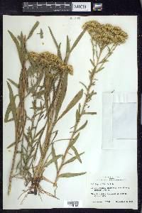 Solidago nitida image