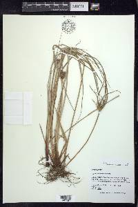 Cyperus retrorsus image