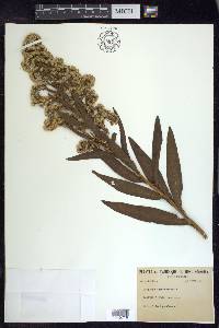 Solidago sempervirens image