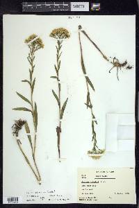 Solidago ohioensis image