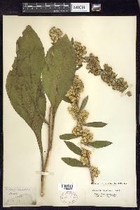 Solidago squarrosa image