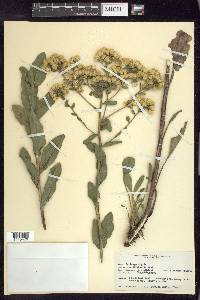 Solidago rigida image