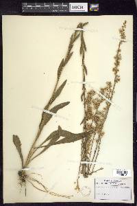 Solidago stricta image