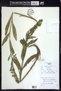 Solidago sempervirens image