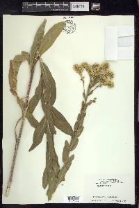 Solidago rigida image