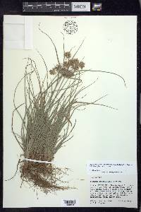 Cyperus retroflexus var. retroflexus image