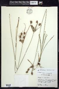 Cyperus retrorsus image