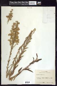 Solidago stricta image