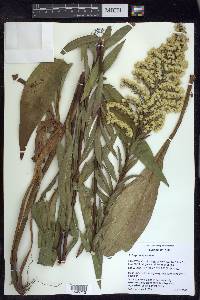 Solidago sempervirens image