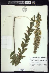 Solidago petiolaris image