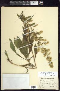 Solidago puberula image