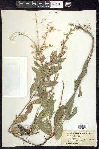 Solidago radula image