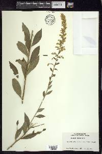 Solidago radula image