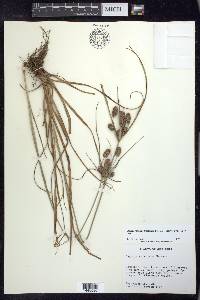 Cyperus retrorsus image