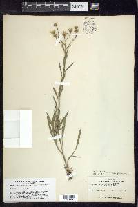 Solidago ptarmicoides image