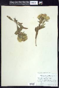 Solidago multiradiata image