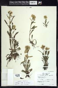 Solidago ontarioensis image