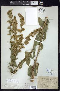 Solidago patula image