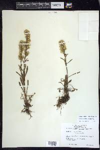 Solidago simplex image