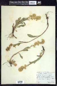 Solidago multiradiata image