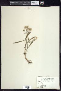 Solidago ptarmicoides image