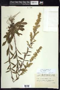 Solidago puberula image