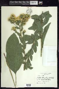 Solidago rigida image