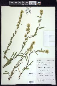 Solidago spathulata image