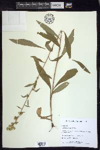 Solidago squarrosa image