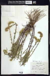 Solidago petiolaris image