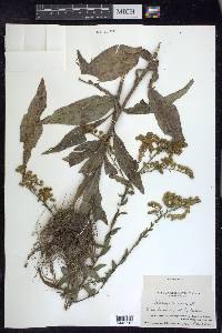 Solidago salicina image