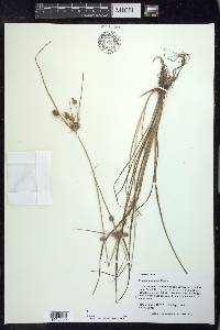 Cyperus retrorsus image