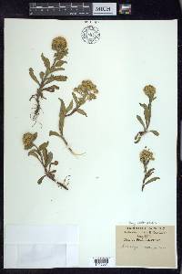 Solidago multiradiata image