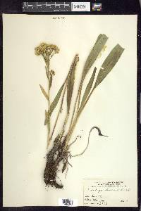 Solidago ohioensis image