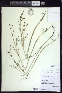 Juncus alpinoarticulatus image