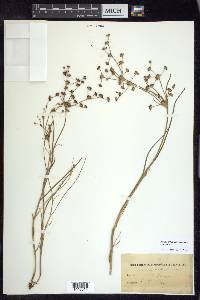 Juncus articulatus image