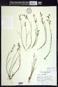 Juncus articulatus subsp. articulatus image