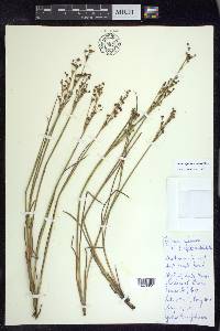 Juncus alpinoarticulatus image