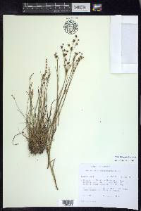 Juncus alpinoarticulatus image