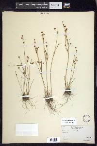 Juncus alpinoarticulatus image