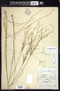 Juncus anthelatus image