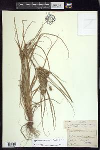 Cyperus retrorsus image