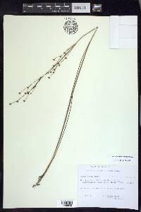 Juncus alpinoarticulatus image