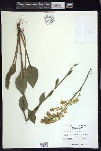 Solidago verna image