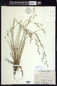 Juncus articulatus image